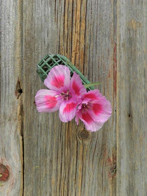 LAVENDER GODETIA